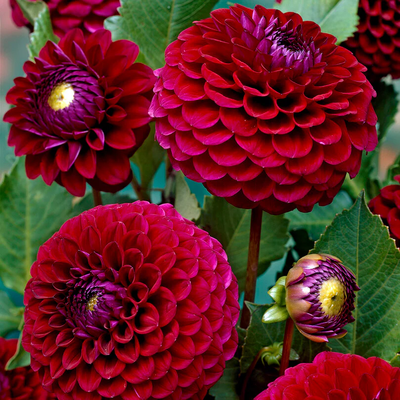 New Flowers